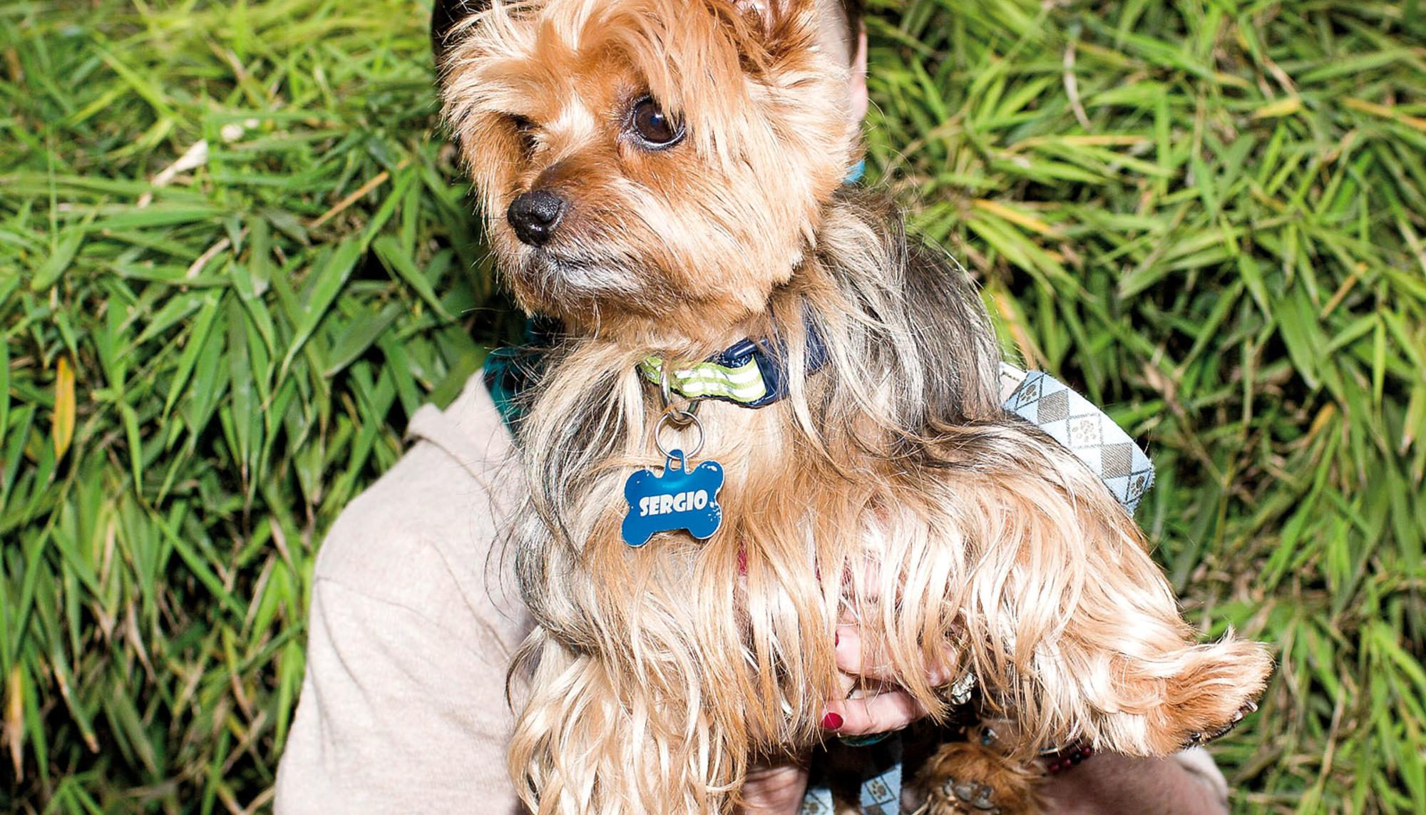 Poo Pink, Fido y la Gónzalez Suárez, perro en alto